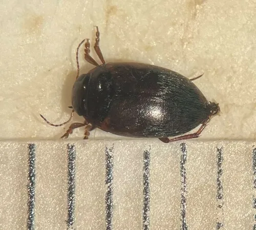 Hydroporus signatus