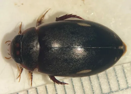 Ilybius pleuriticus