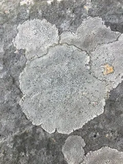 cinder lichen thumbnail 4