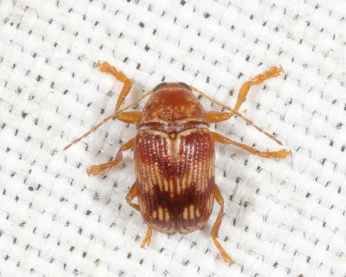 Tinged Case-bearing Leaf Beetle