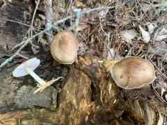 Pluteus elaphinus thumbnail 1