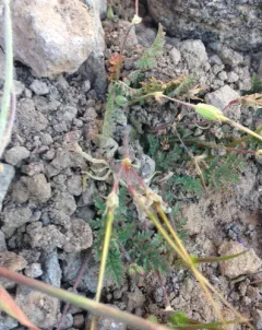 Black Hairy Scorpion thumbnail 2