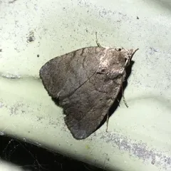 Slowpoke Moth thumbnail 2
