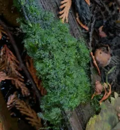 Comb Liverwort thumbnail 2