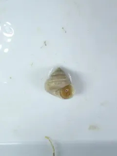 boreal rosy margarite thumbnail 3
