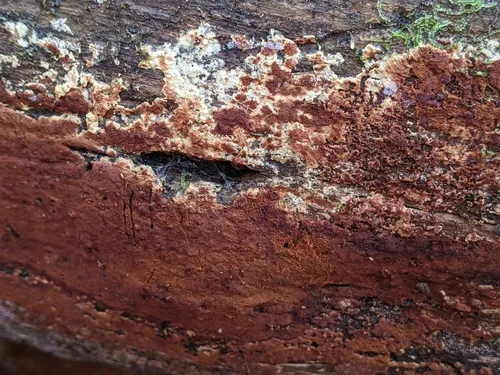 Botryobasidium simile
