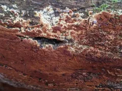 Botryobasidium simile thumbnail 1