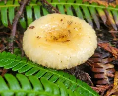 spotted milkcap thumbnail 3