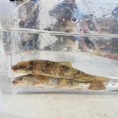 Longnose Sucker thumbnail 2