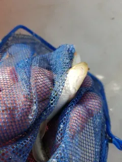 Plains Sucker thumbnail 3