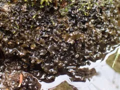 western waterfan lichen thumbnail 4