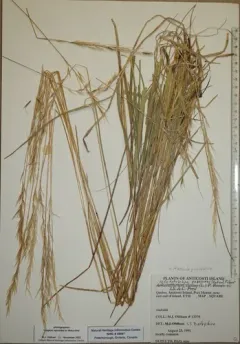 Downy Oat-grass thumbnail 2
