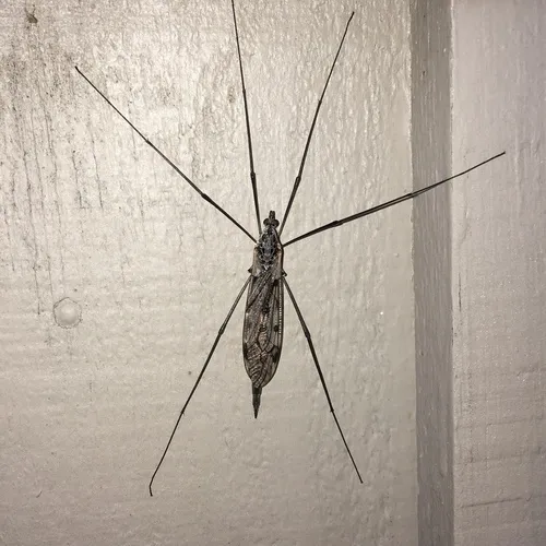 Tipula metacomet