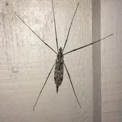 Tipula metacomet thumbnail 1
