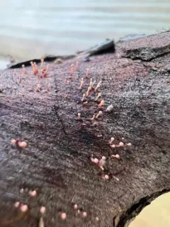 Nectria pseudotrichia thumbnail 2