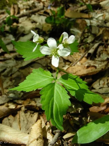 Two-leaved Toothwort