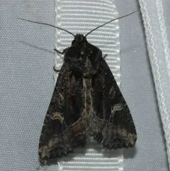 Kidney-spotted Rustic Moth thumbnail 2