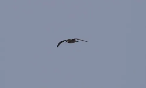 Murphy's Petrel