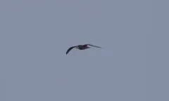 Murphy's Petrel thumbnail 1