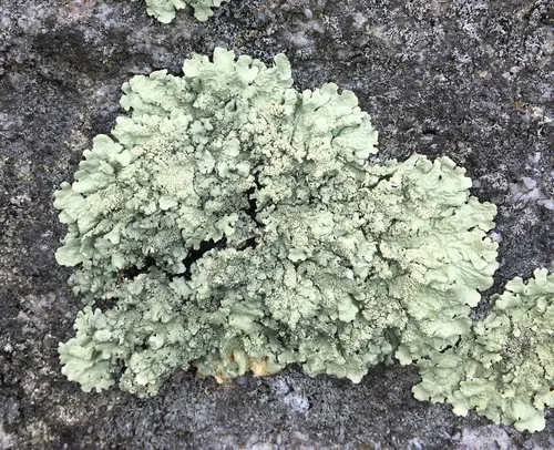 rock greenshield lichen