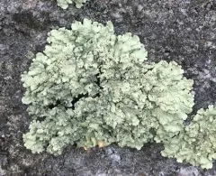 rock greenshield lichen thumbnail 1