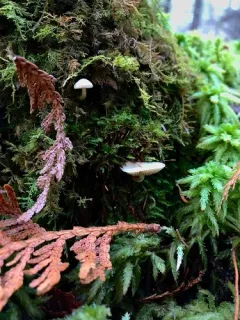 Pholiota scamba thumbnail 2