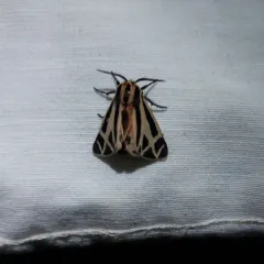Harnessed Tiger Moth thumbnail 2