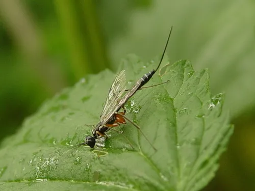 Neoxorides caryae