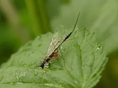Neoxorides caryae thumbnail 1