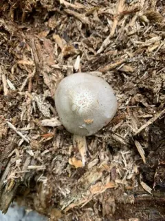 Pluteus leucoborealis thumbnail 2