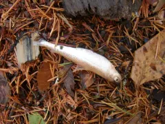 Pygmy Whitefish thumbnail 3