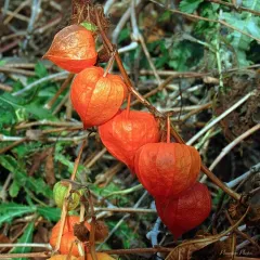 Japanese-lantern thumbnail 4