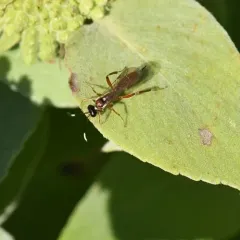 Ischnus cinctipes thumbnail 2