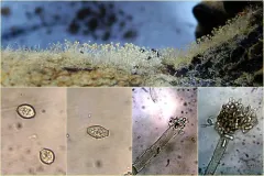 Amblyosporium spongiosum thumbnail 2