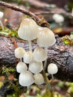 Mycena fragillima thumbnail 2