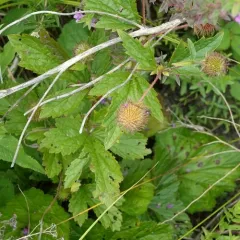 rough avens thumbnail 4