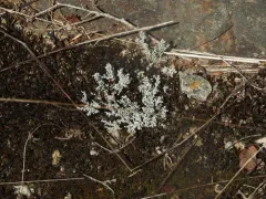 Finger-scale Foam thumbnail 2