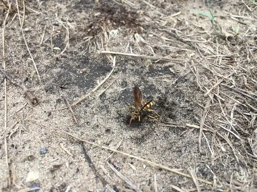 Interrupted Spider Wasp
