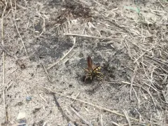 Interrupted Spider Wasp thumbnail 1