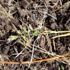 Annual Meadow-grass thumbnail 3