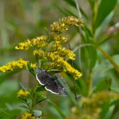 Funereal Duskywing thumbnail 2