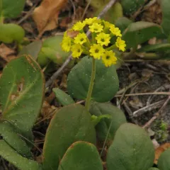 Yellow Sand Verbena thumbnail 2