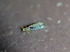 House Rat Louse thumbnail 3