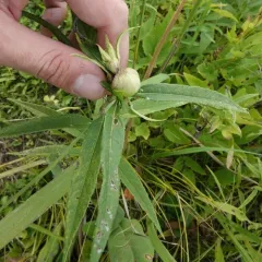 Sunflower Purse Gall Midge thumbnail 4