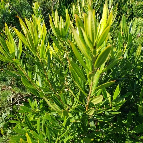 Pacific Wax myrtle