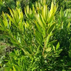 Pacific Wax myrtle thumbnail 1