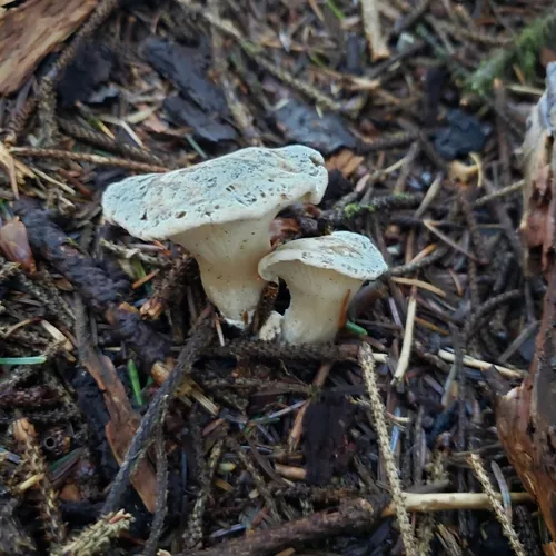 White Chanterelle