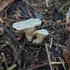 White Chanterelle thumbnail 1