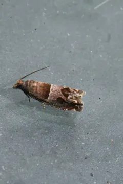 Hebrew Sonia Moth thumbnail 3