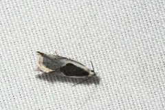 Ancylis sheppardana thumbnail 2